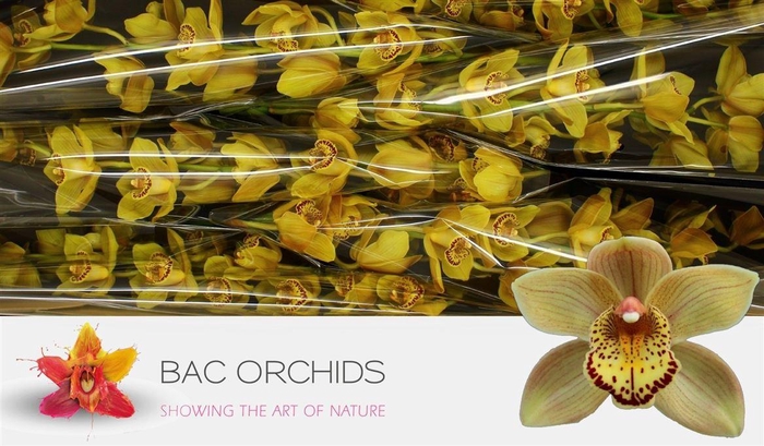 <h4>Cymb T Chestnut Kate</h4>