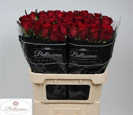 <h4>R Gr Ever Red</h4>