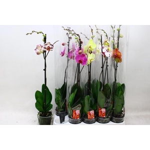 PHAL GEM