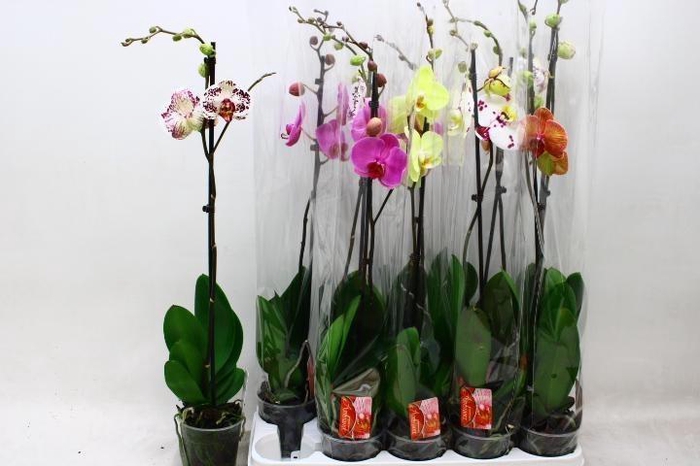 <h4>PHAL GEM</h4>