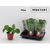 Pilea Peperomioides