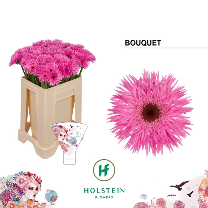 <h4>GERBERA MIS 'BOUQUET'</h4>