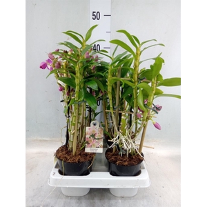 Dendrobium   ...