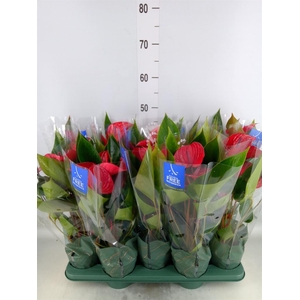 Anthurium andr. 'Picanta Red'