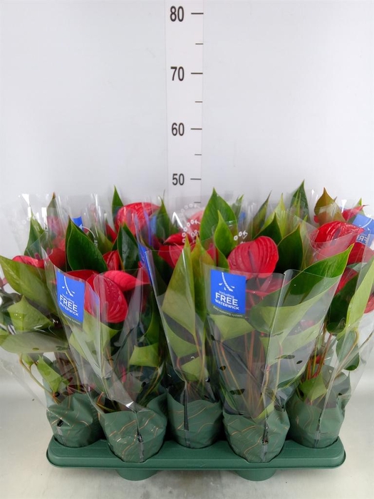 <h4>Anthurium andr. 'Picanta Red'</h4>