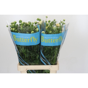 Ranunculus Butterfly Keramos