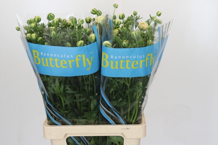<h4>Ranunculus Butterfly Keramos</h4>