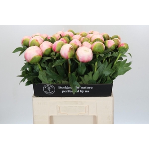 Paeonia Colonel Owen Cousins