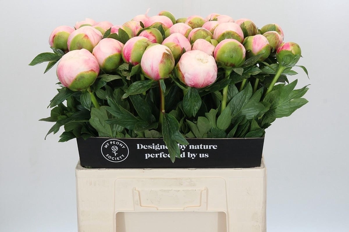 <h4>Paeonia Colonel Owen Cousins</h4>