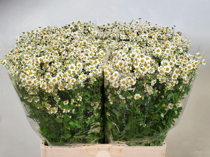 <h4>Tana Cameron</h4>