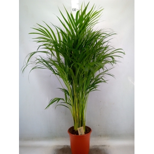 Dypsis lutescens   ...Chrysalidoca