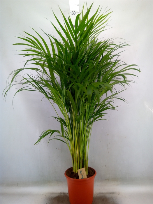 <h4>Dypsis lutescens   ...Chrysalidoca</h4>