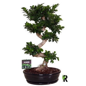 Ficus microcarpa 'Ginseng'