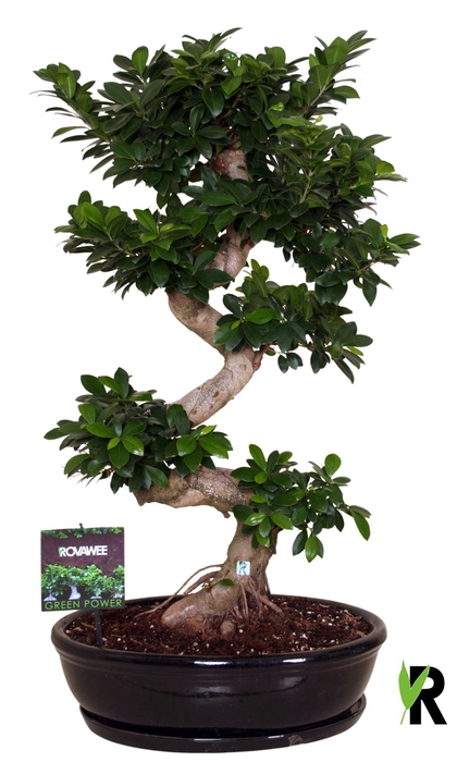 <h4>Ficus microcarpa 'Ginseng'</h4>
