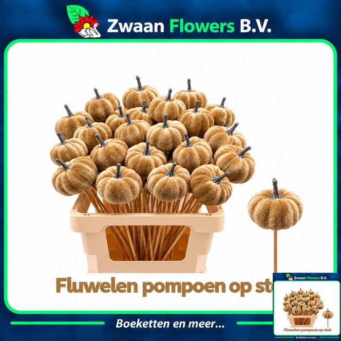 <h4>HUIS EN TUINDECO H%</h4>