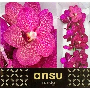 Vanda S Mag Fuchsia