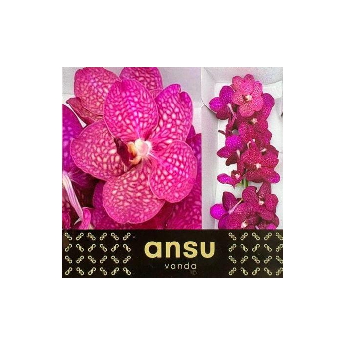 <h4>Vanda S Mag Fuchsia</h4>