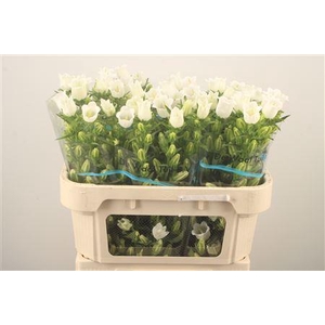 Campanula Med Champ White