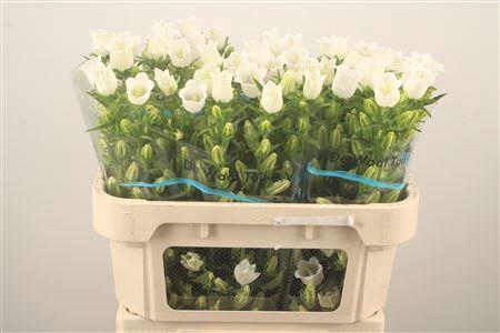<h4>Campanula Med Champ White</h4>