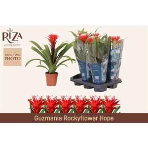 Guzmania Hope 12Ø 44cm