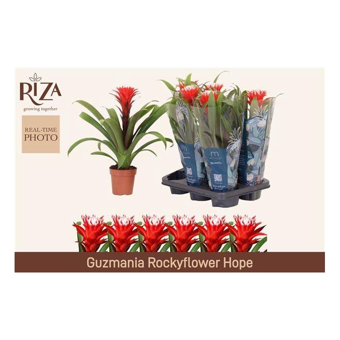 <h4>Guzmania Hope 12Ø 44cm</h4>