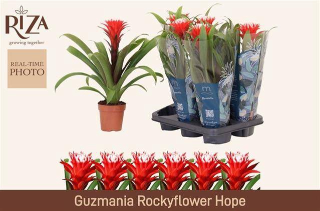 Guzmania Hope 12Ø 44cm