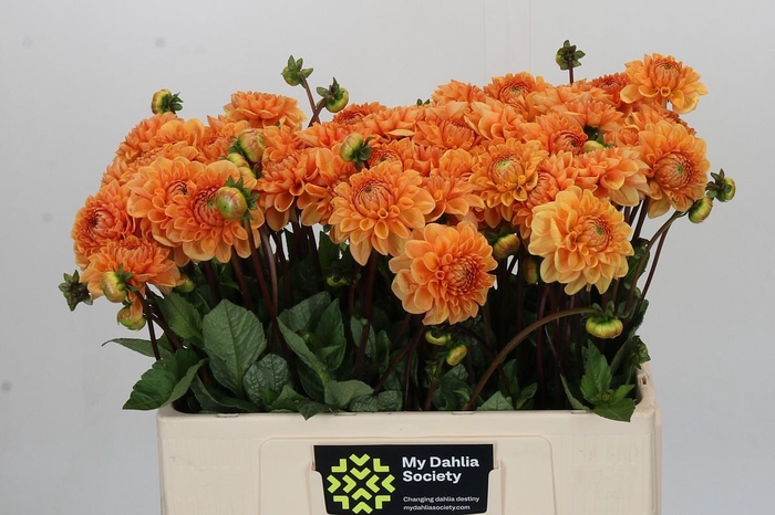<h4>Dahlia Sylvia</h4>