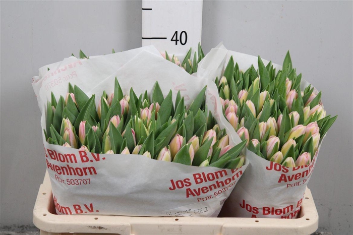 <h4>Tu En Tom Pouce</h4>