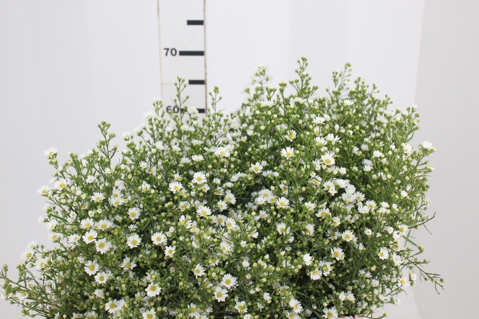 <h4>ASTER BRANCO 070 CM</h4>