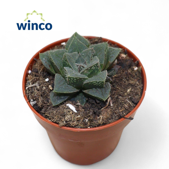 <h4>Haworthia Pymaea</h4>