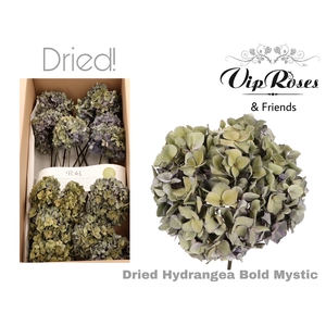 DRIED HYDRANGEA BOLD MYSTIC