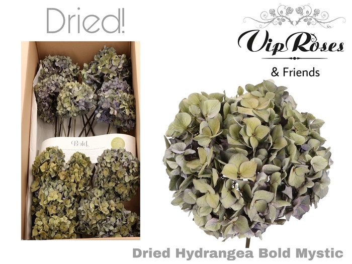 DRIED HYDRANGEA BOLD MYSTIC