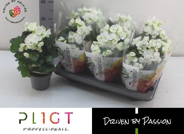 <h4>BEG HL CLARA</h4>