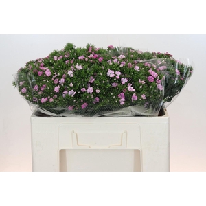 Dianthus Br Amazon Rose Magic