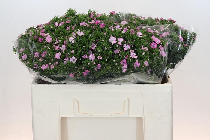 Dianthus Br Amazon Rose Magic