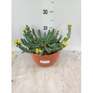 Euphorbia   ...