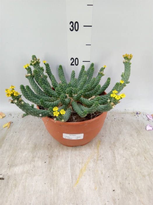 <h4>Euphorbia   ...</h4>