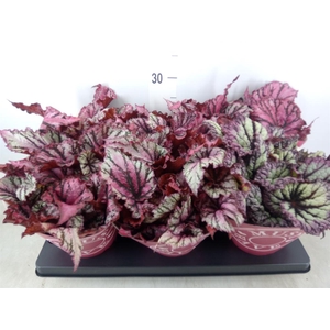 Begonia BD 'MagicColours Lambada'