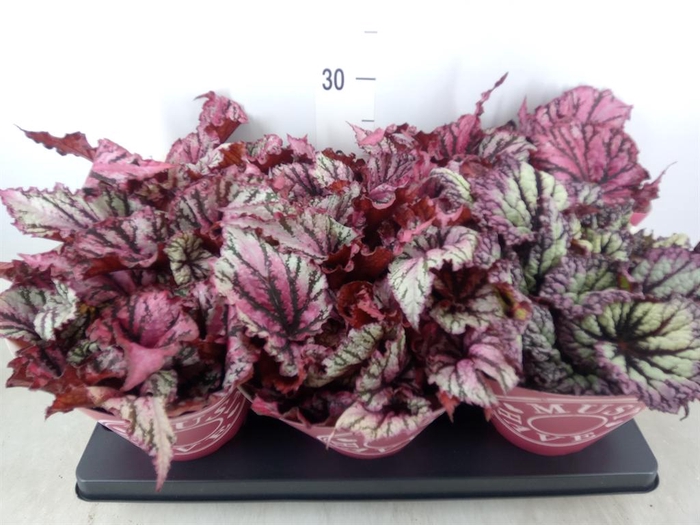 <h4>Begonia BD 'MagicColours Lambada'</h4>