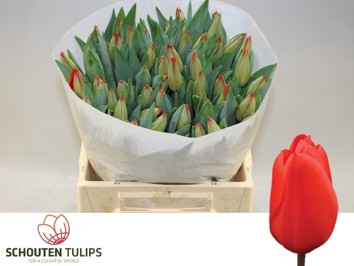 <h4>TU EN LALIBELA</h4>