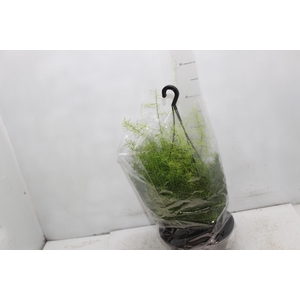 ASPARGO ALFINETE C21