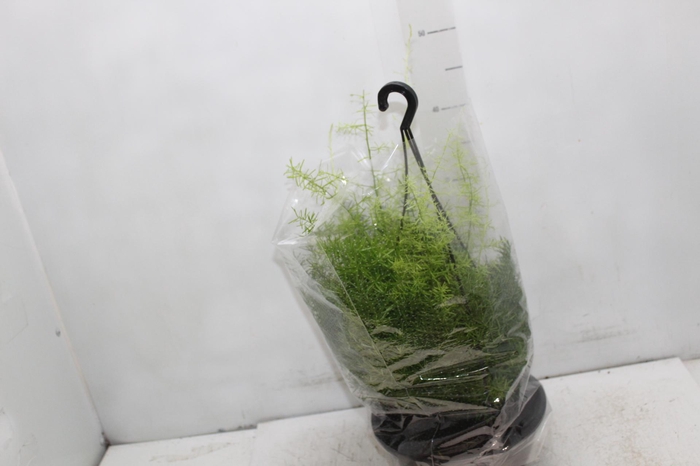 ASPARGO ALFINETE C21