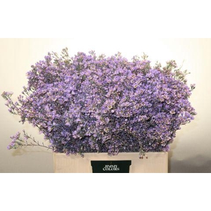 Waxflower L60 Milka