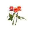 ROSA BATIK 060 CM ESTUFA