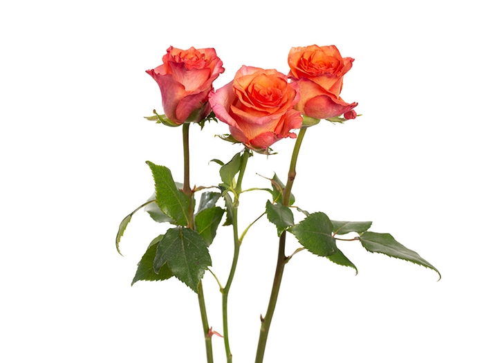 ROSA BATIK 060 CM ESTUFA