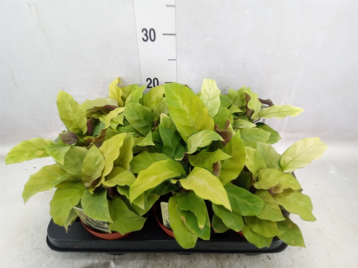 <h4>Calathea  'Fusion Yellow'</h4>