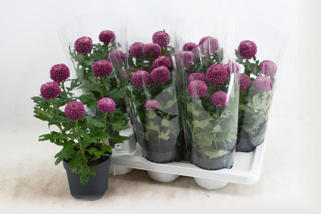 <h4>CHRYS FP PURPLE</h4>