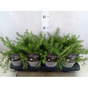 Rosmarinus officinalis 'Prostratus'