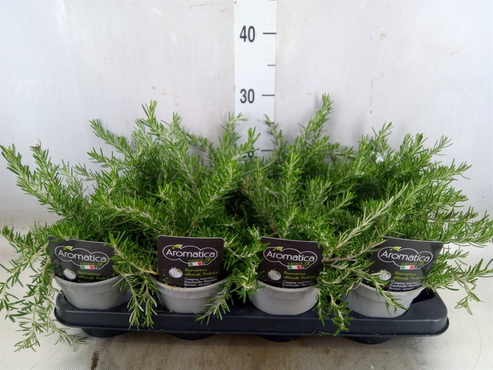 <h4>Rosmarinus officinalis 'Prostratus'</h4>
