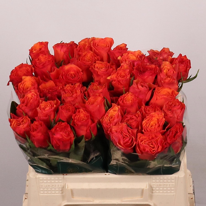 <h4>R GR DEVOTED</h4>